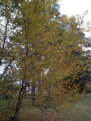 Ulmus pumila