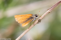 Heteropterinae