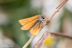 Heteropterinae
