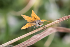 Heteropterinae