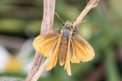 Heteropterinae