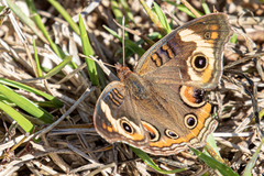 Junonia coenia coenia