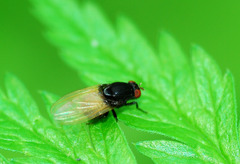 Minettia longipennis