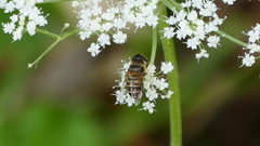 Eristalis cerealis