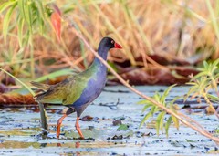 Porphyrio alleni