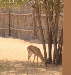 Gazella arabica