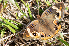 Junonia coenia coenia