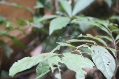 Psolodesmus mandarinus dorothea