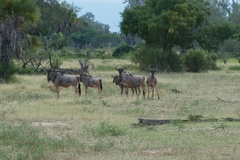 Connochaetes taurinus johnstoni