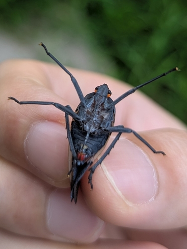 Spotted Lanternfly