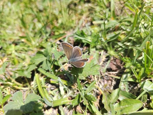 Brown Argus