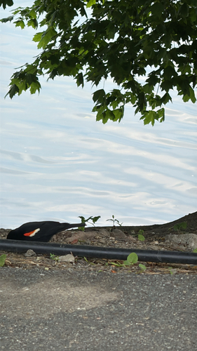 Red-winged Blackbird