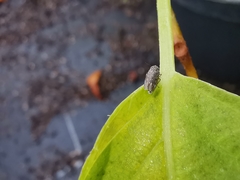 Euscelidius variegatus