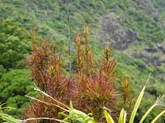 Dracophyllum sinclairii