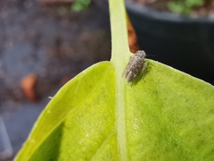 Euscelidius variegatus