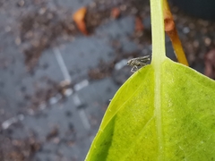 Euscelidius variegatus