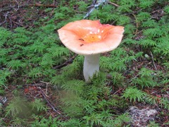 Russula aquosa