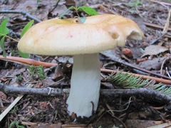 Russula maculata