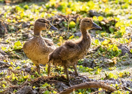 Knob-billed Duck