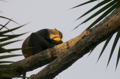 Cercopithecus mitis monoides