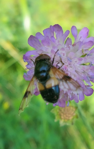 Kamaniškoji žiedmusė