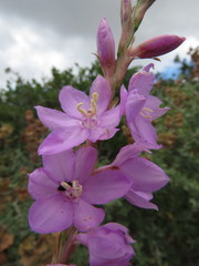 Watsonia marginata