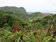 Dracophyllum sinclairii