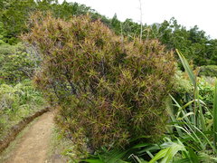 Dracophyllum sinclairii