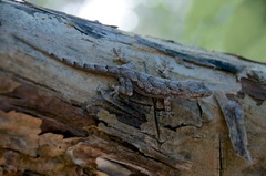 Hemidactylus platycephalus