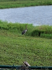 Egretta tricolor image