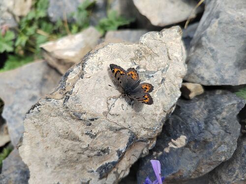 Polycaena tamerlana