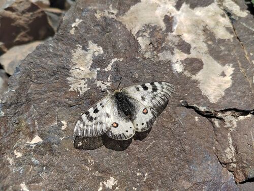 Parnassius staudingeri infernalis