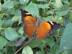 Doleschallia bisaltide