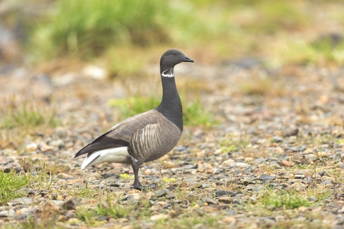 Barnacla carinegra (Branta bernicla)