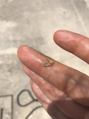 Heterocrypta