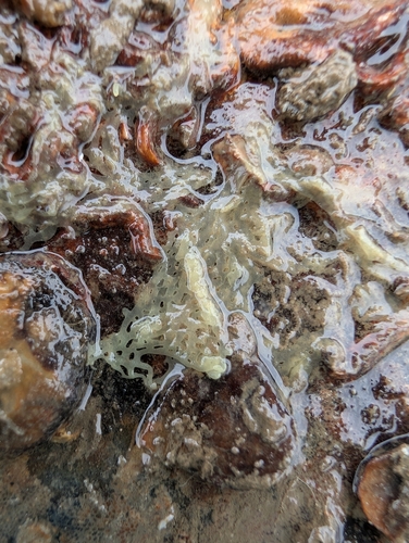 white clathrina