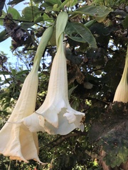 Brugmansia arborea