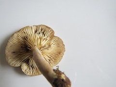 Lactarius vietus