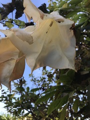 Brugmansia arborea