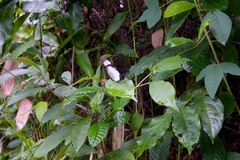 Hypolimnas anthedon wahlbergi