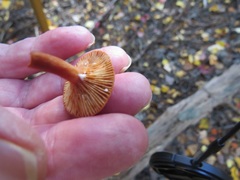 Lactarius nitidus
