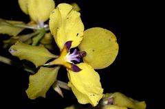 Cyrtochilum macranthum