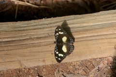 Aterica galene theophane