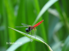 Aethriamanta brevipennis