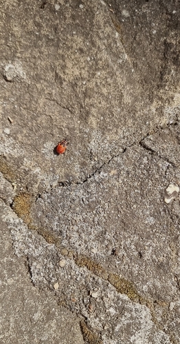 European Firebug