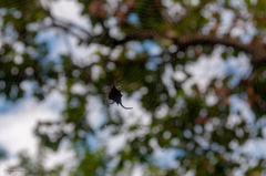 Gasteracantha falcicornis