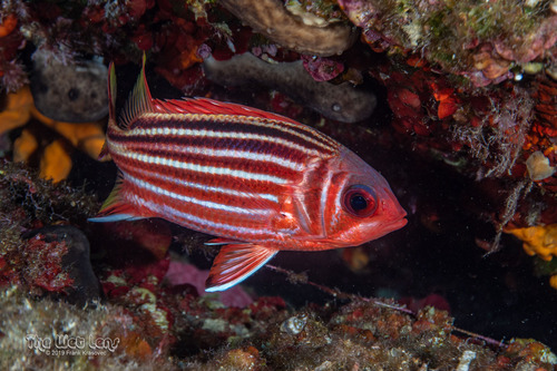 Nannygai (Sargocentron rubrum) — Holocentridae
