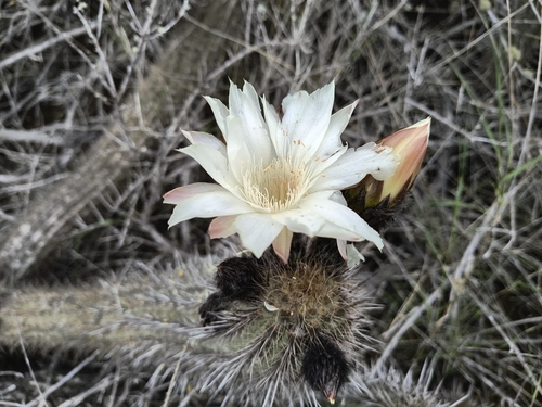 Leucostele nigripilis, photograph 6