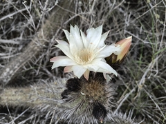 Leucostele nigripilis, photograph (c) Elías Acosta Quiroz, some rights reserved (CC BY)