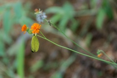 Eurema hecabe solifera